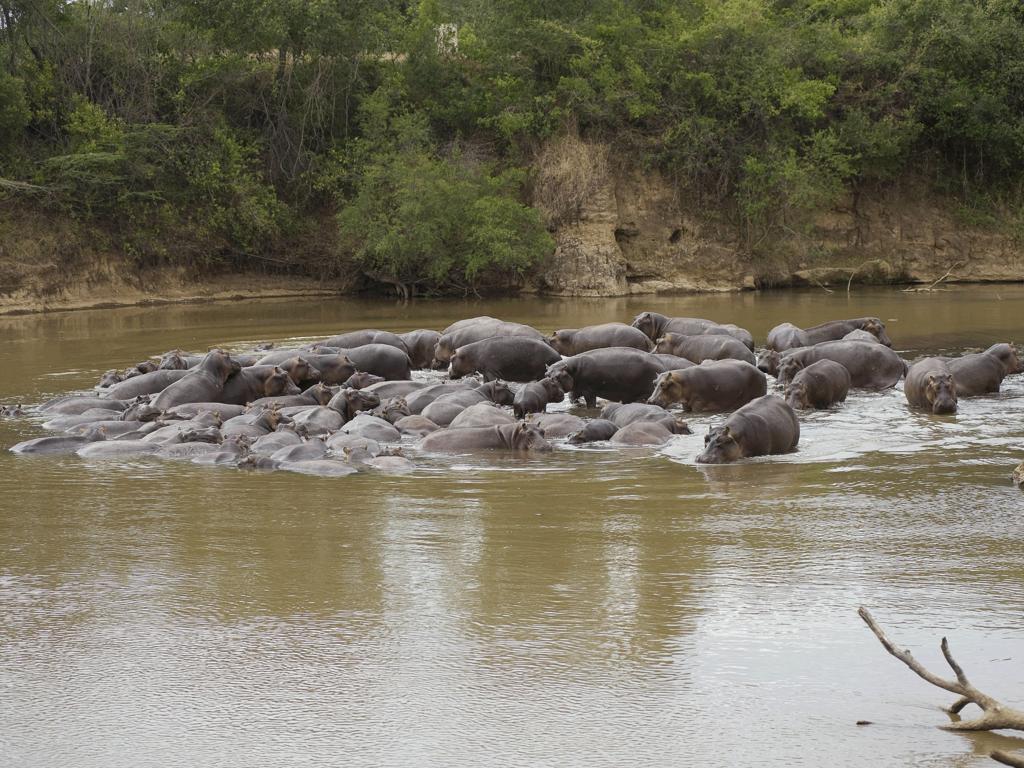 Ngerende Island Lodge (Adults Only) Maasai Mara Esterno foto